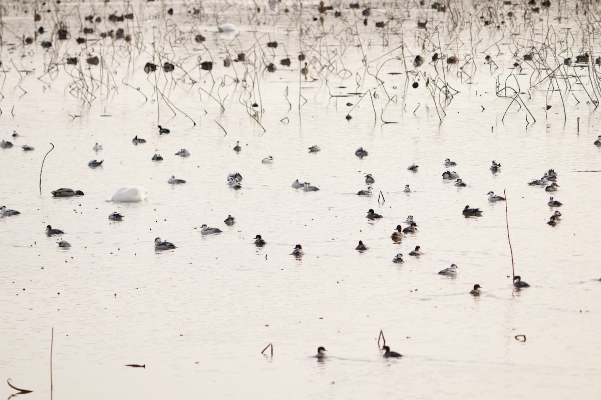 Serreta Chica - ML647405685