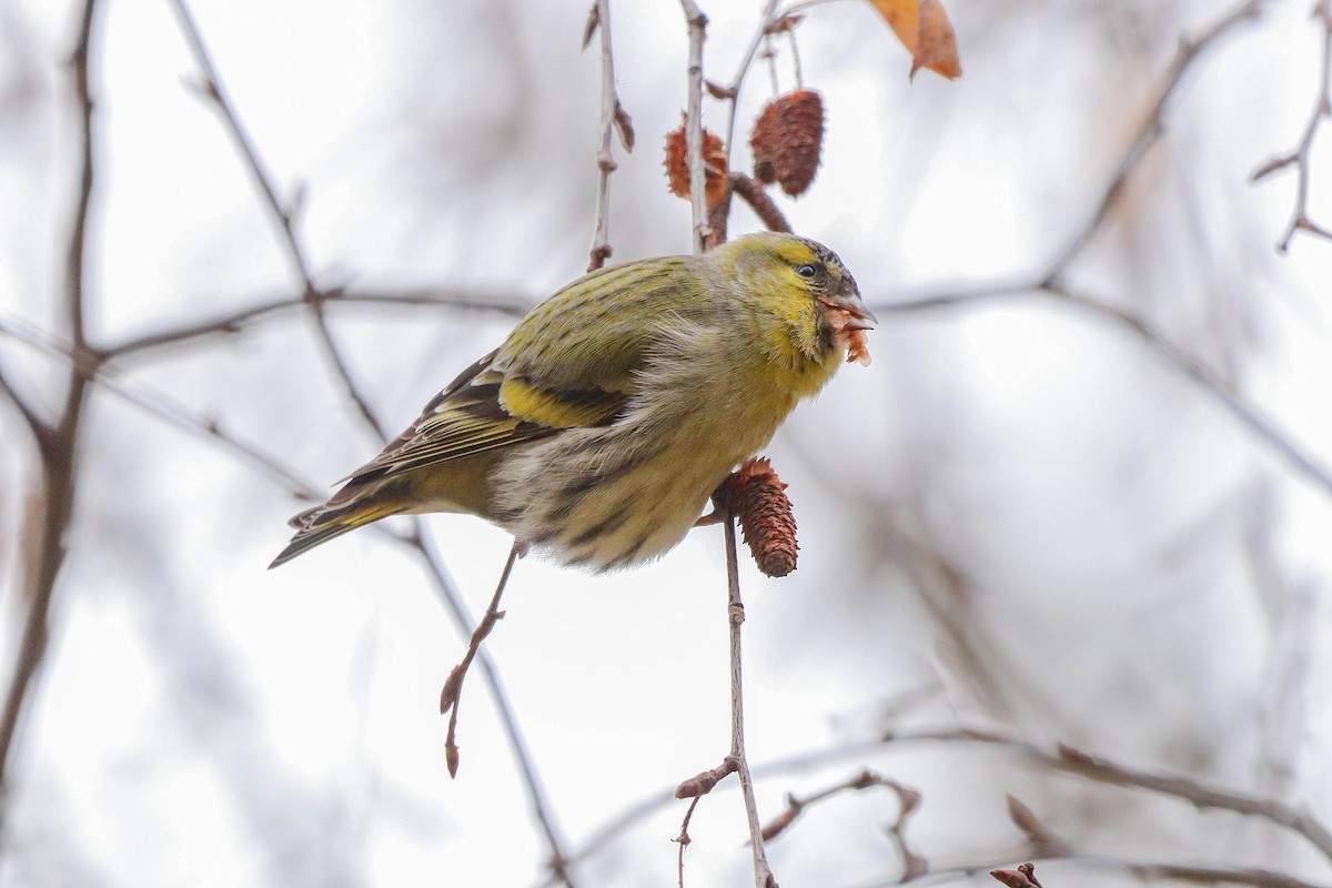 Jilguero Lúgano - ML647405686