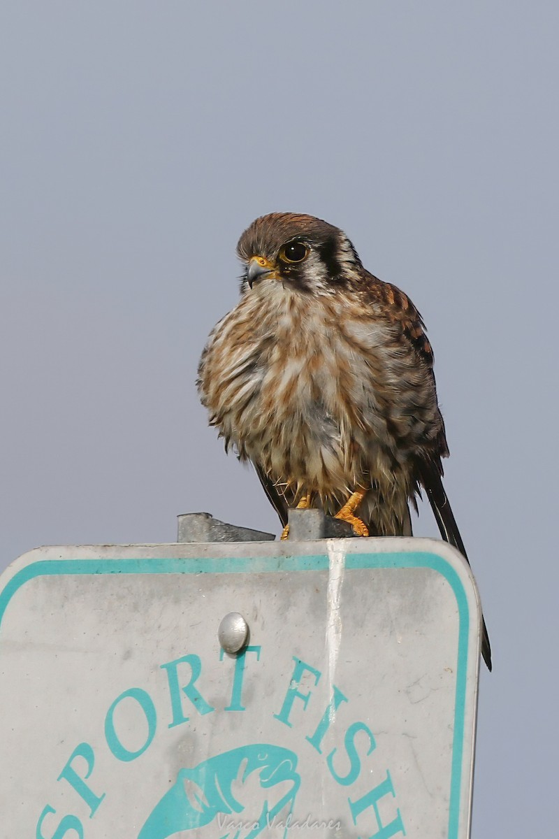 Cernícalo Americano - ML647405687