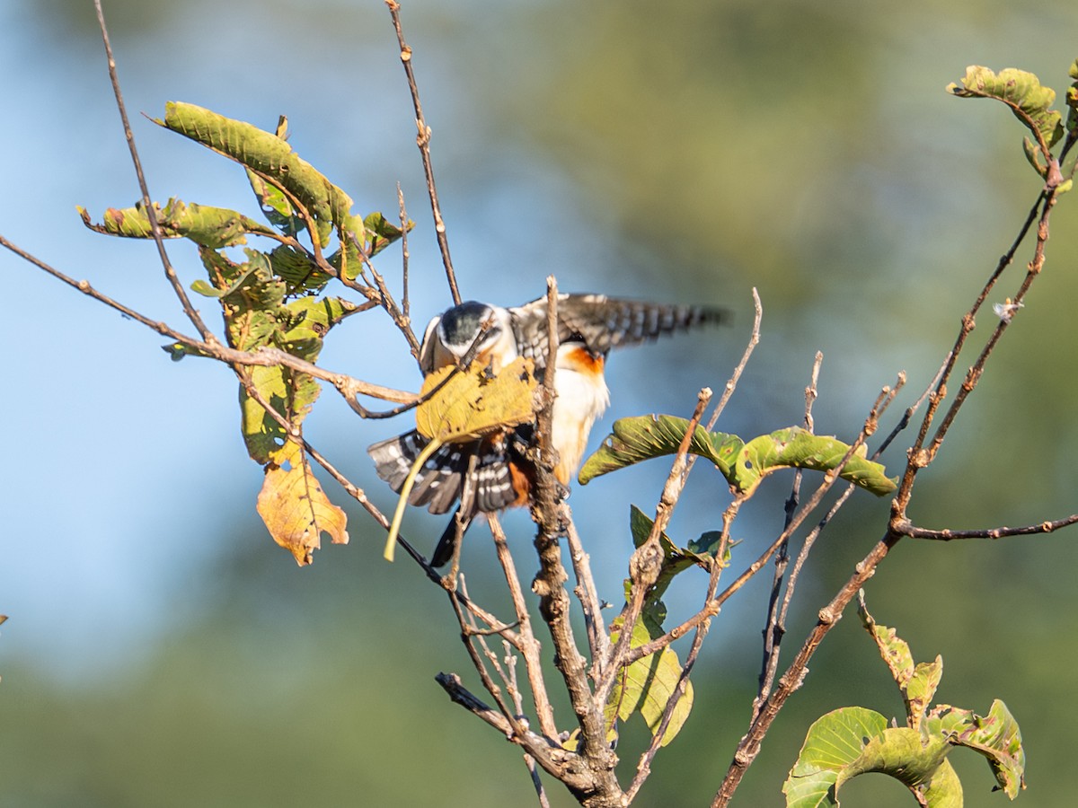 Falconete Acollarado - ML647405690