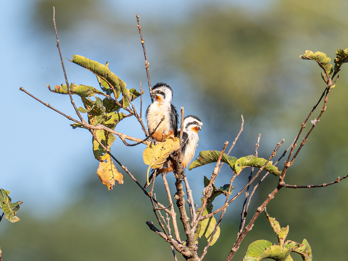 Falconete Acollarado - ML647405691