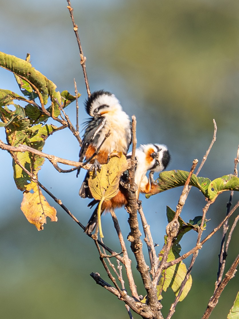 Falconete Acollarado - ML647405692