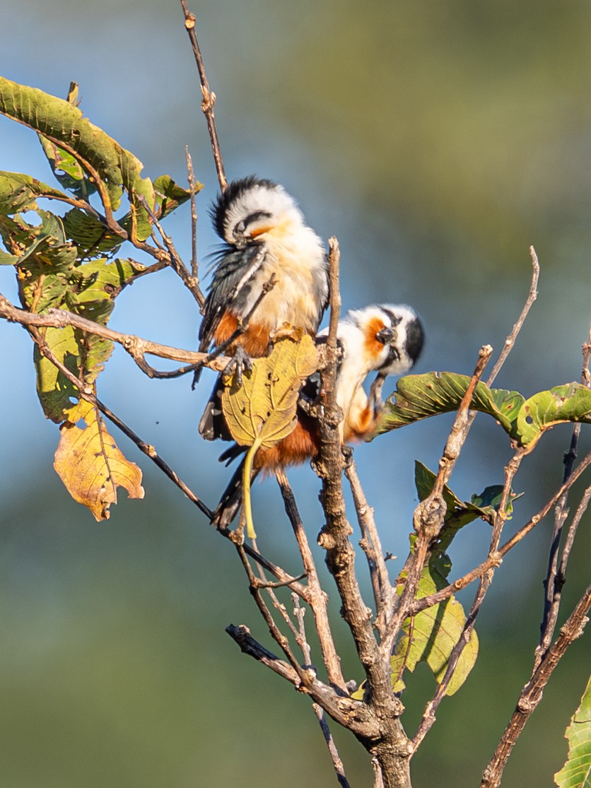 Falconete Acollarado - ML647405693