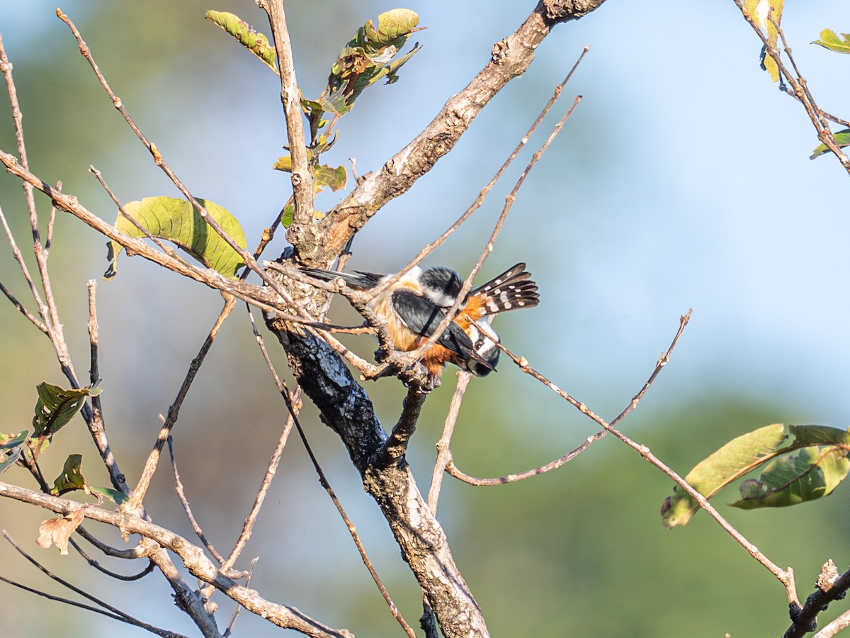 Falconete Acollarado - ML647405694