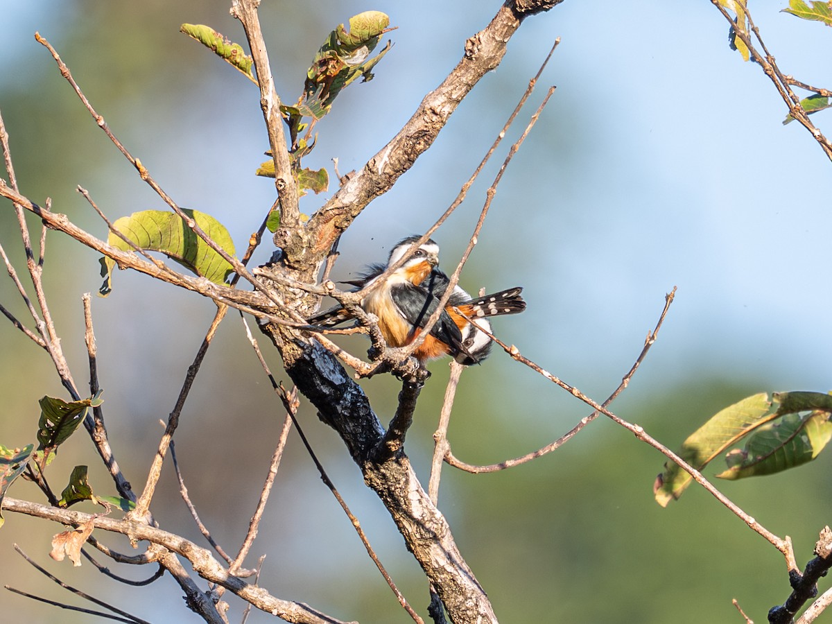 Falconete Acollarado - ML647405695