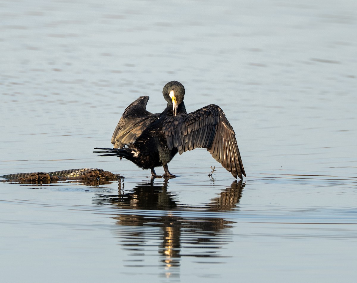 Cormorán Grande - ML647405696