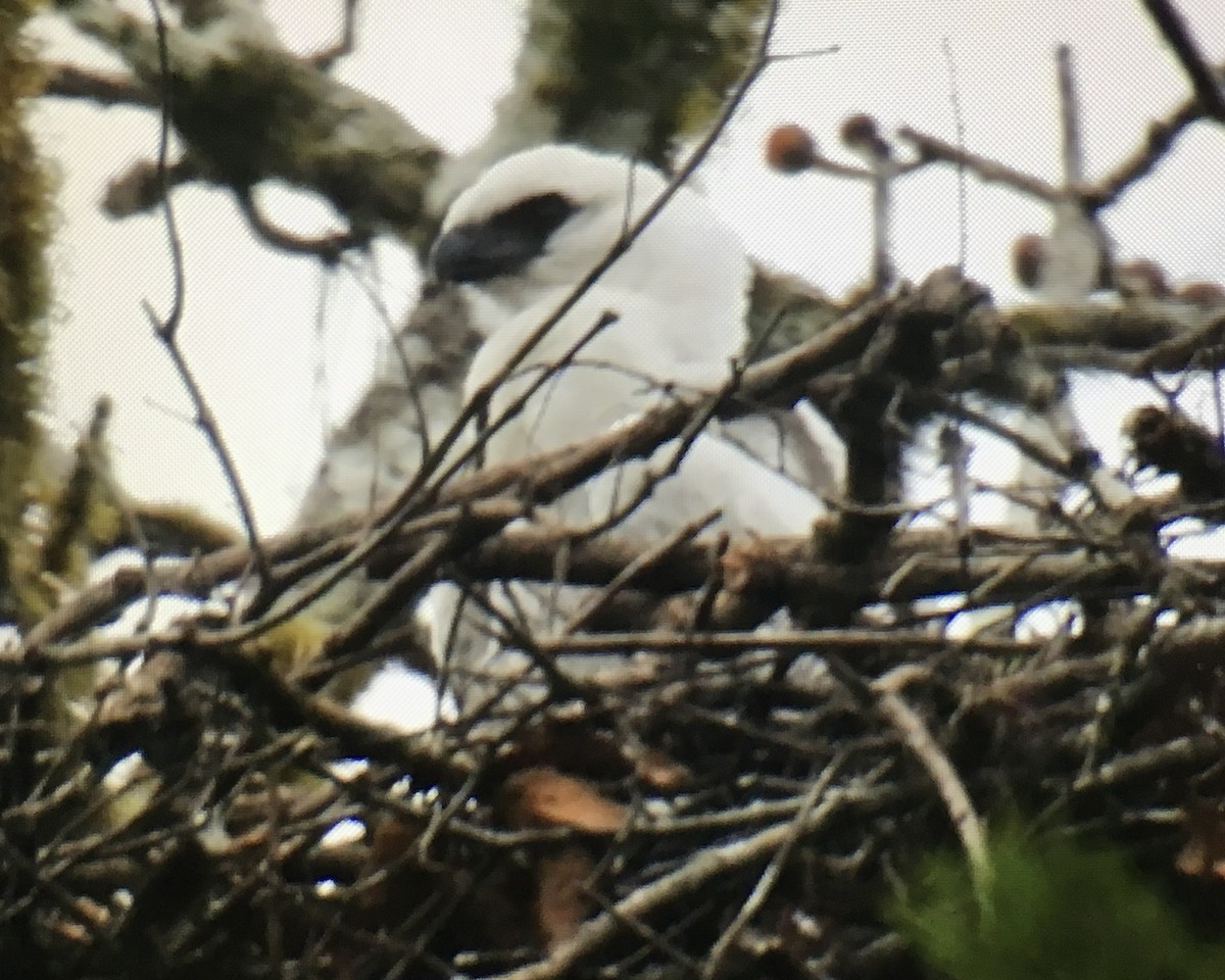 Arpía Menor - ML647405700