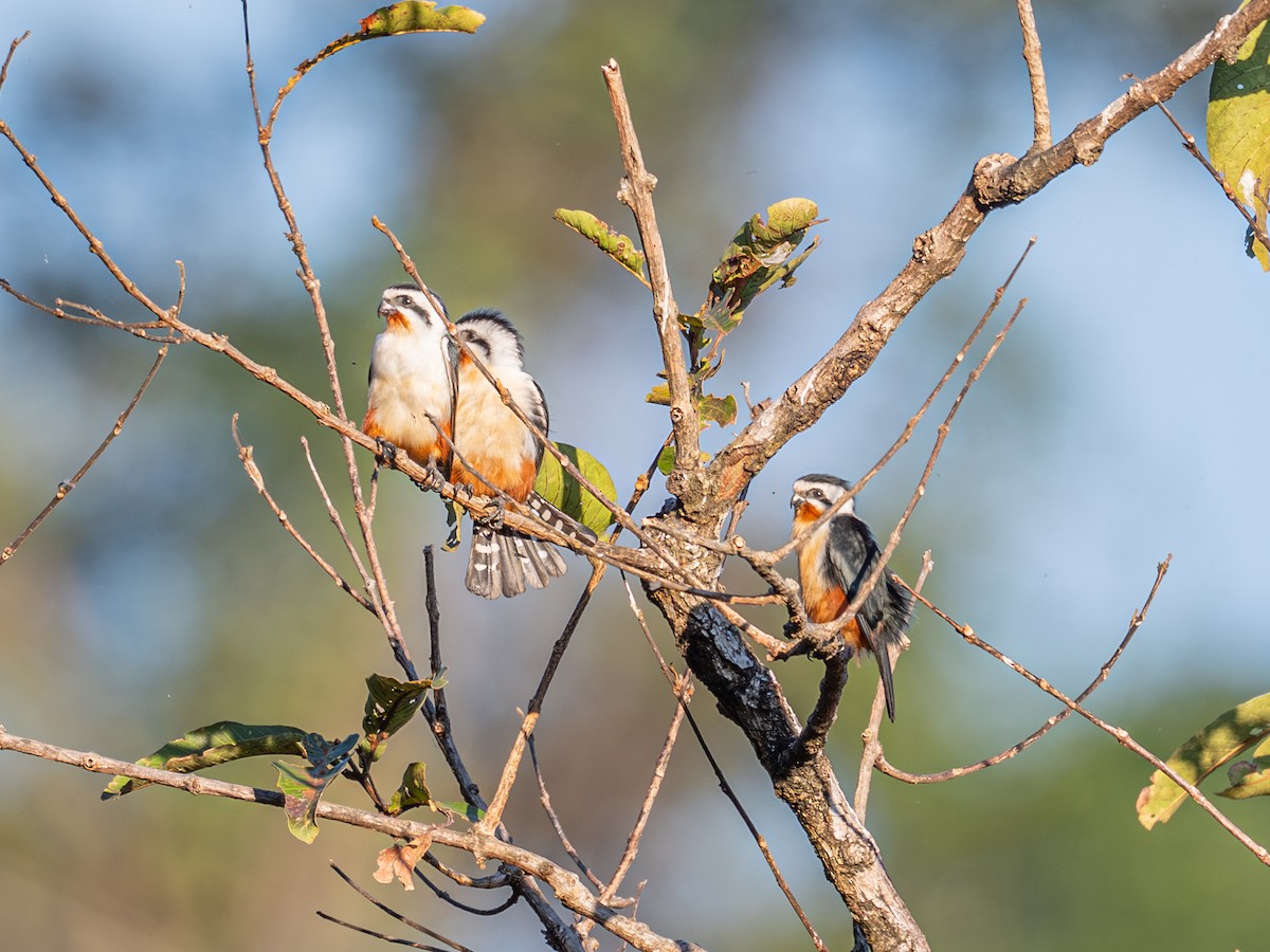 Falconete Acollarado - ML647405702