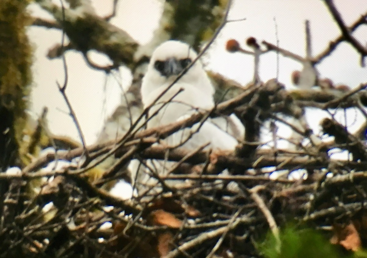 Arpía Menor - ML647405703