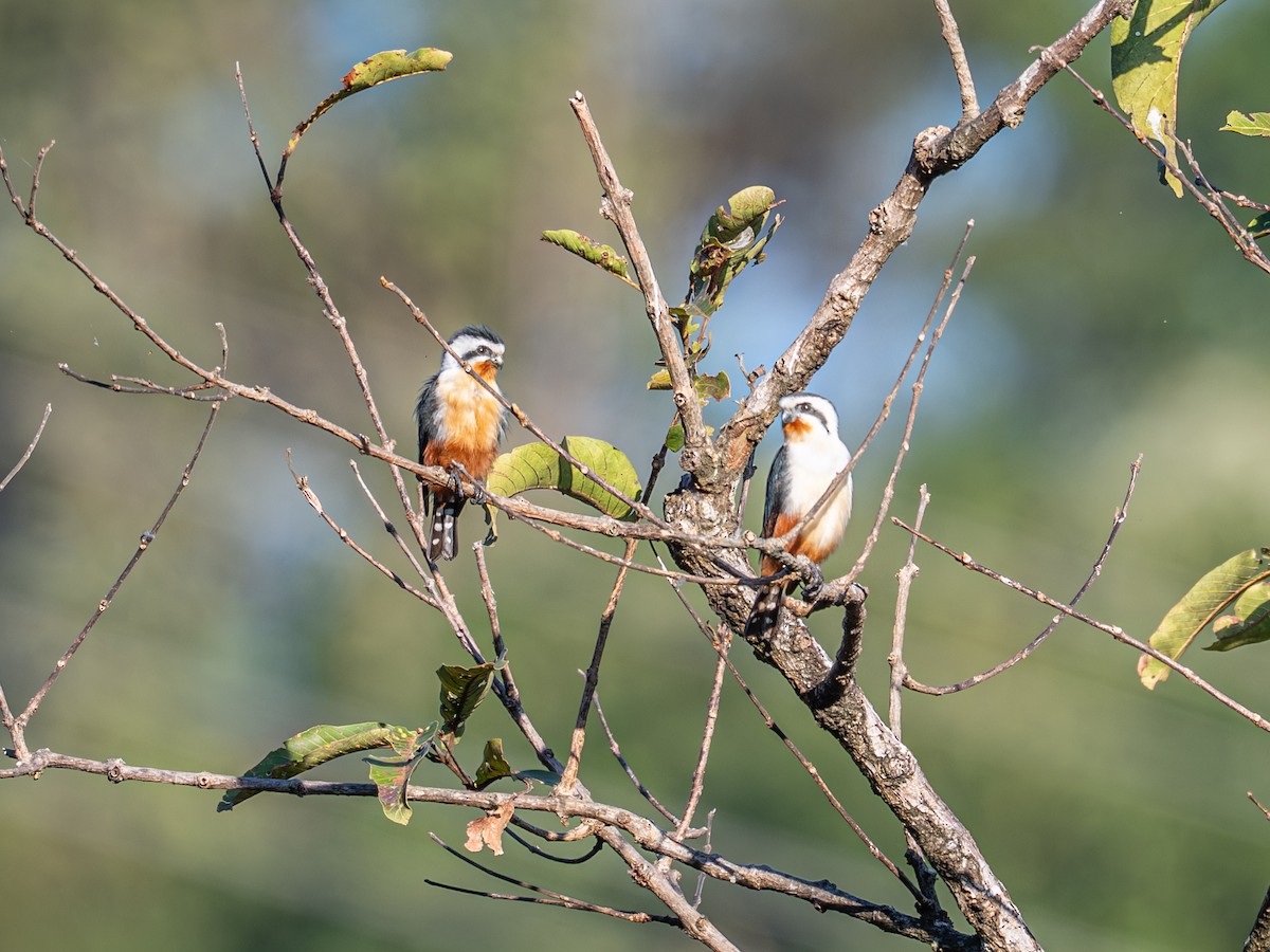Falconete Acollarado - ML647405704