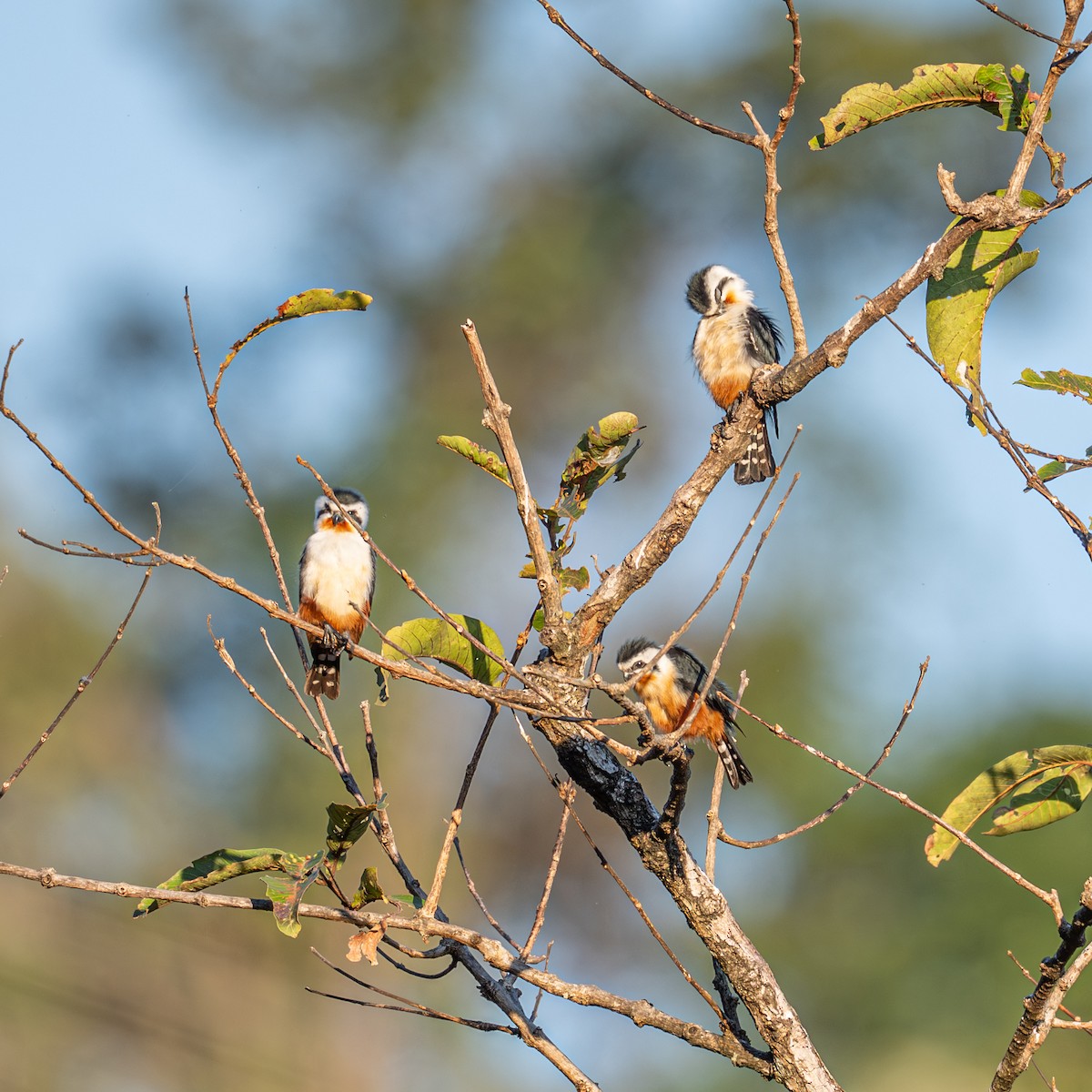 Falconete Acollarado - ML647405705