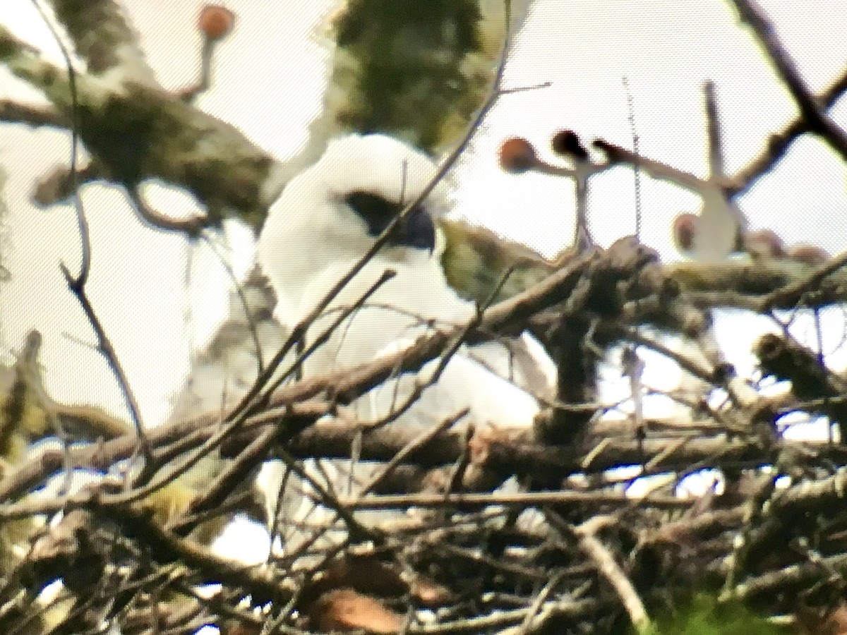 Arpía Menor - ML647405706