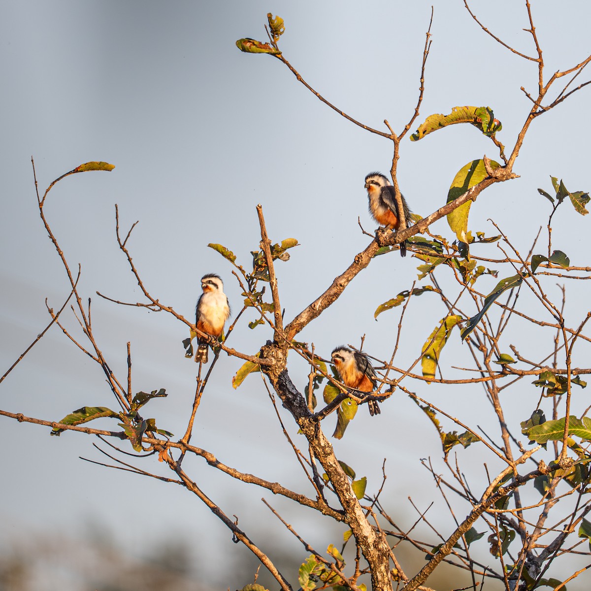 Falconete Acollarado - ML647405710