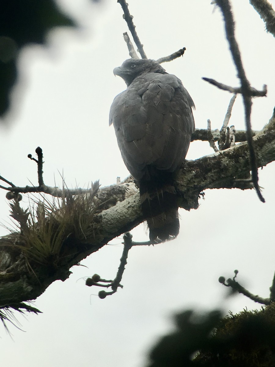 Arpía Menor - ML647405711