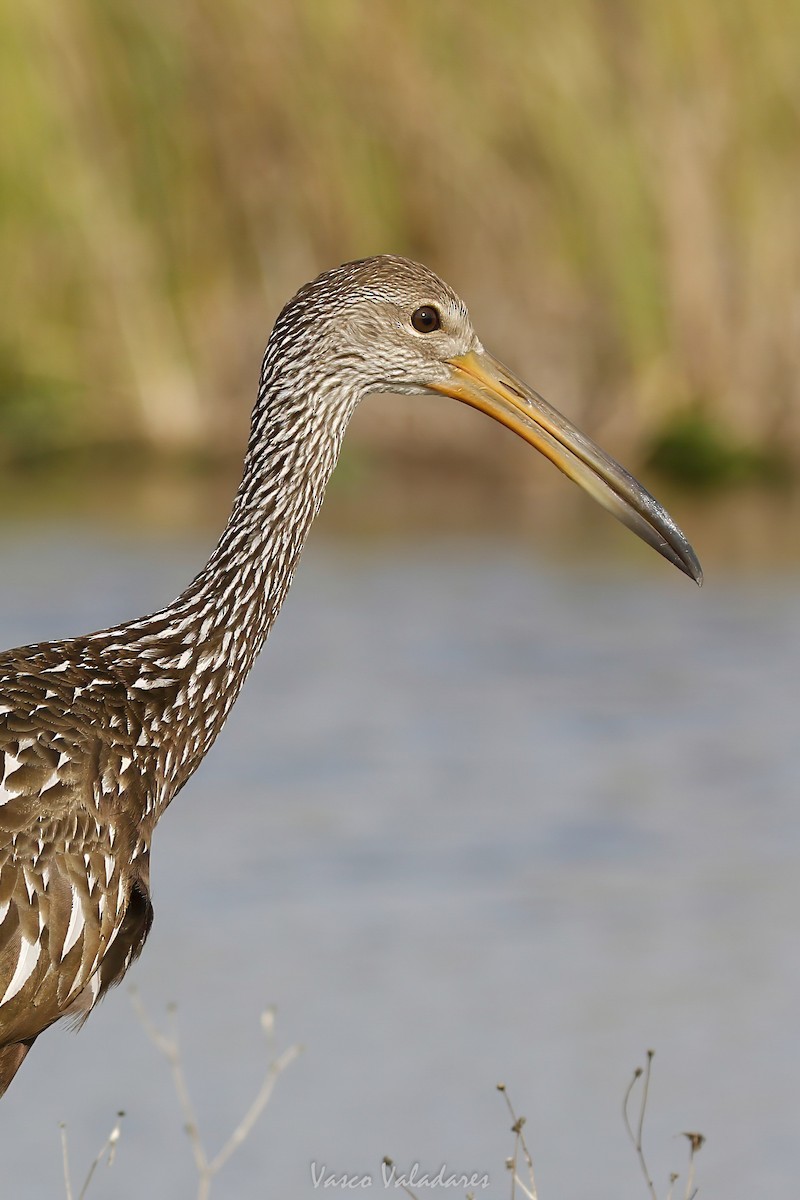 Carrao - ML647405714