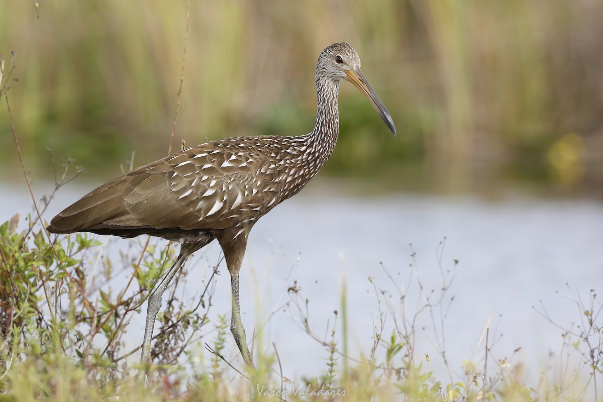 Carrao - ML647405715