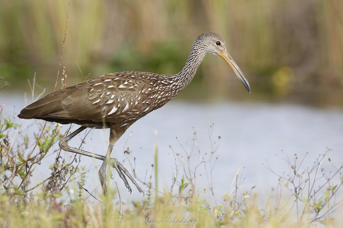 Carrao - ML647405716