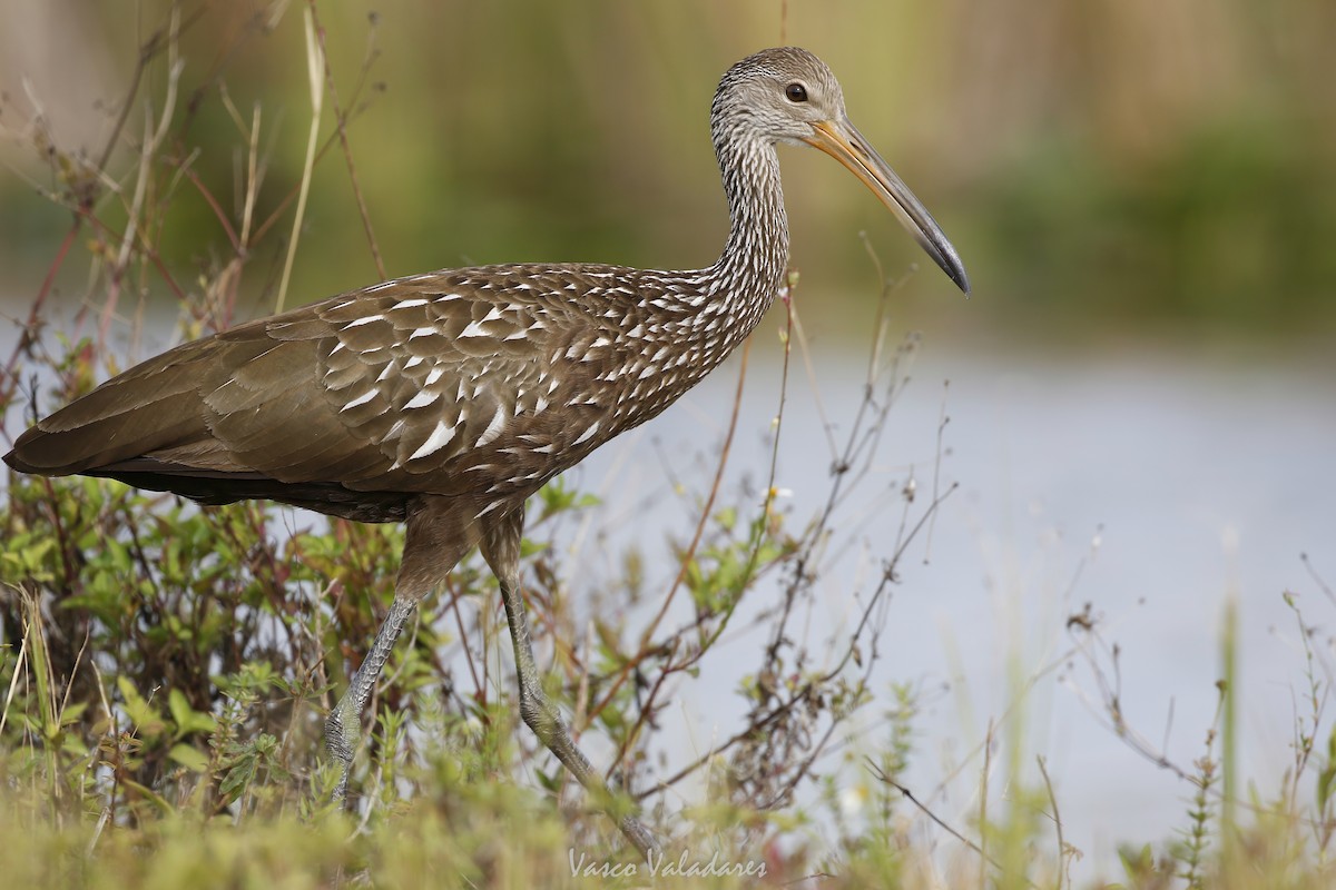 Carrao - ML647405717