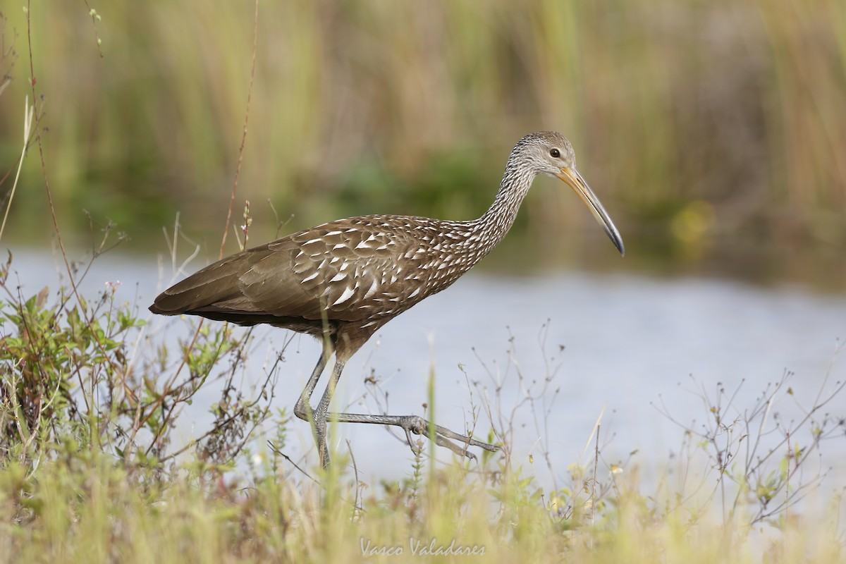 Carrao - ML647405718