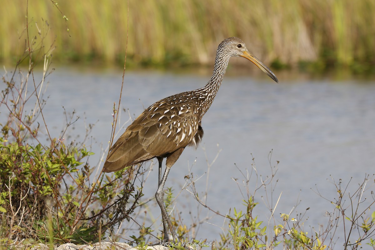 Carrao - ML647405719