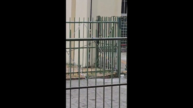 White-throated Seedeater - ML647405729