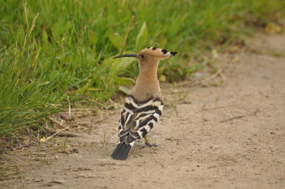 Common Hoopoe - ML647405733