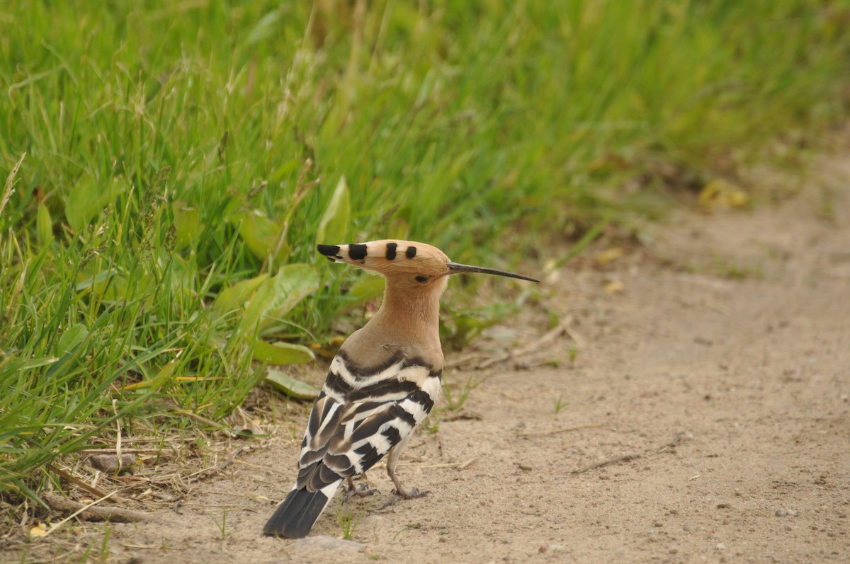 Common Hoopoe - ML647405734