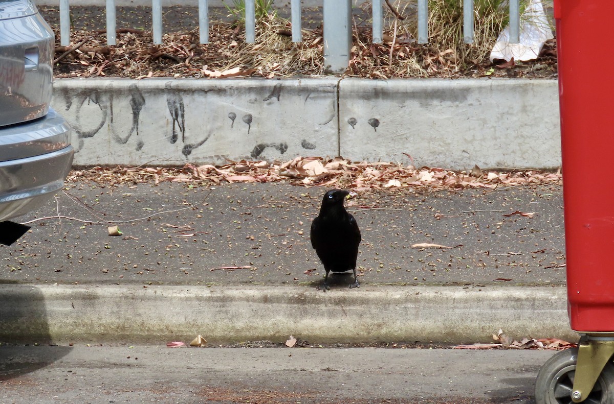 Little Raven - ML647405743