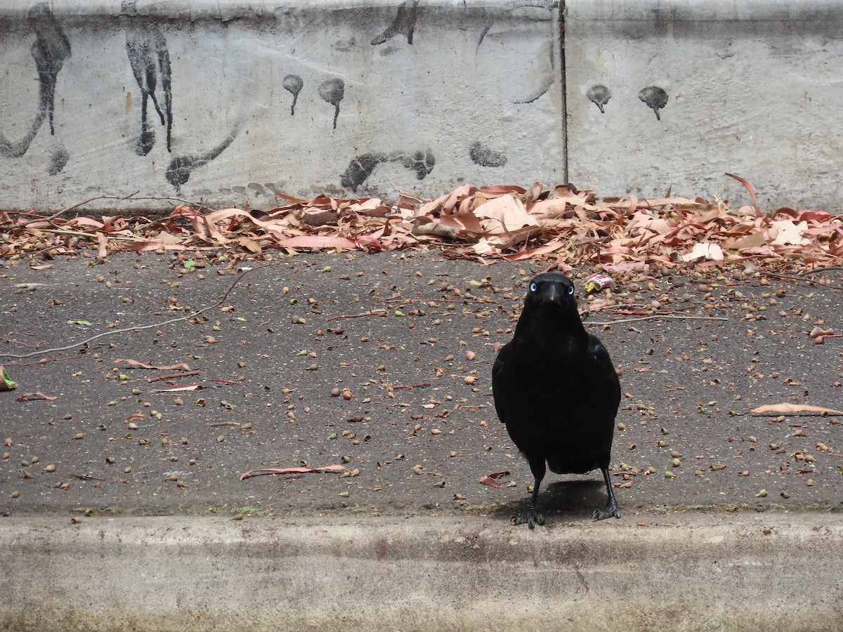 Little Raven - ML647405750