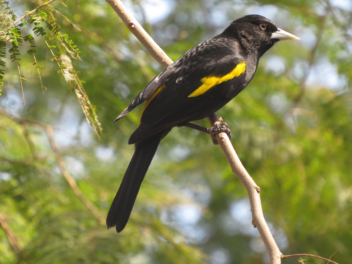 Golden-winged Cacique - ML647405758