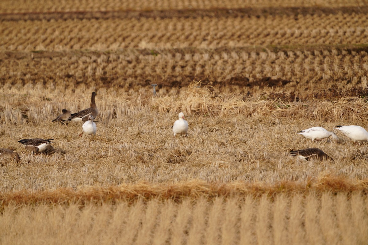 husa sněžní - ML647405761