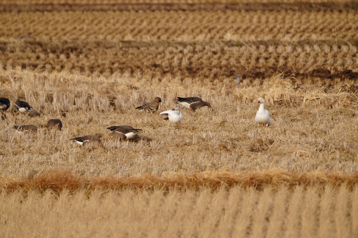 husa sněžní - ML647405762