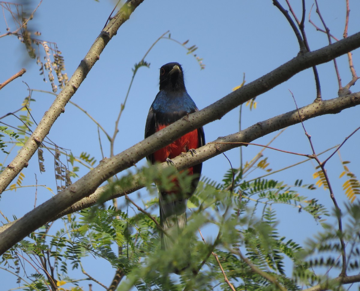 Surucua Trogon - ML647405769