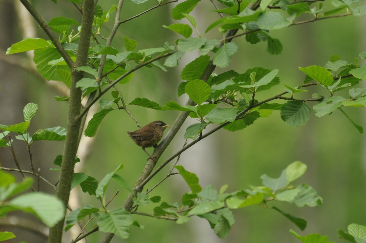 Eurasian Wren - ML647405776