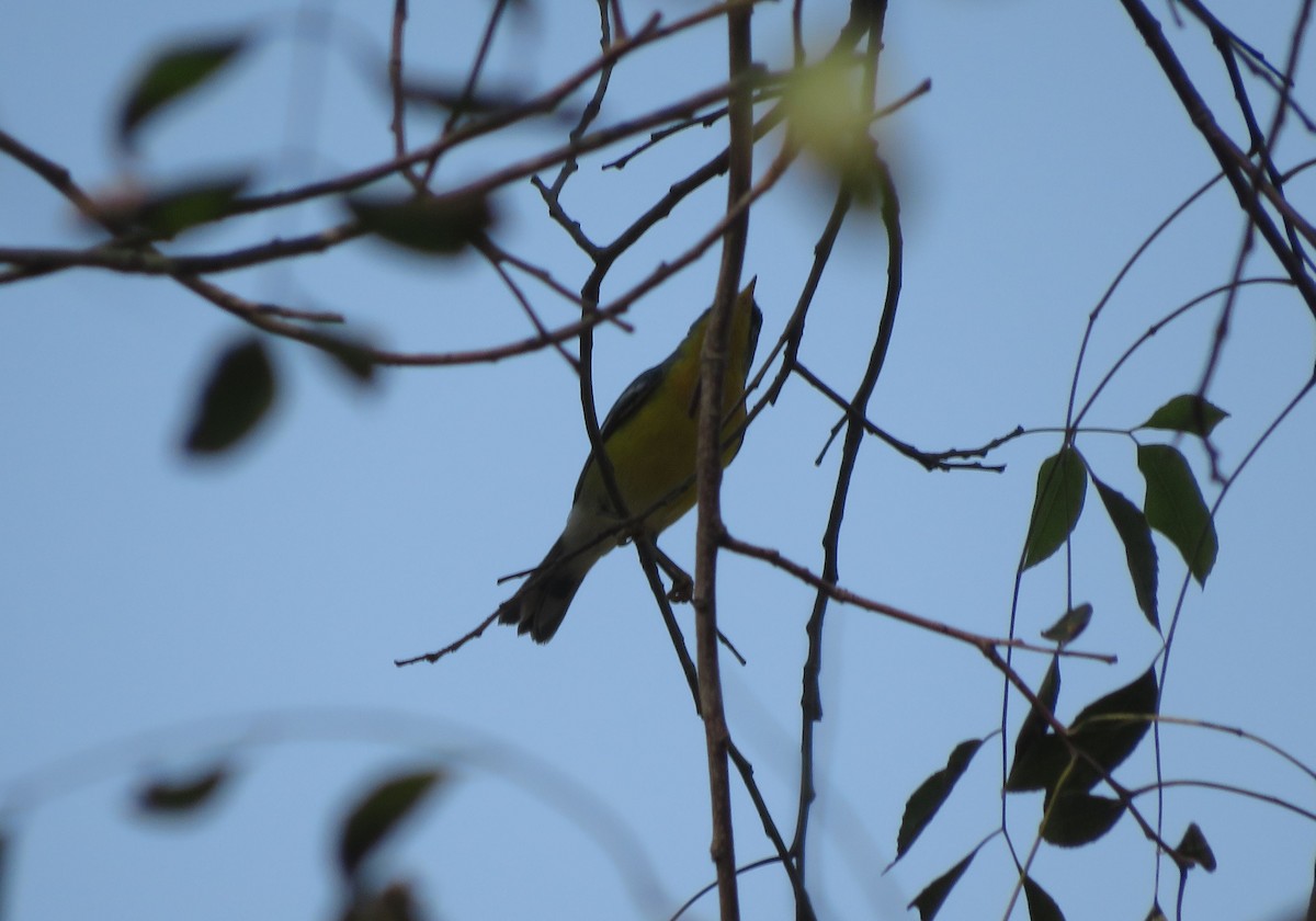 Tropical Parula - ML647405778