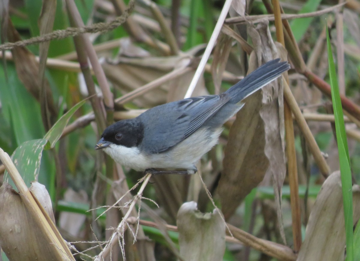 Black-capped Warbling Finch - ML647405781