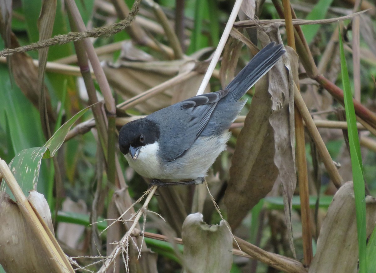 Black-capped Warbling Finch - ML647405782