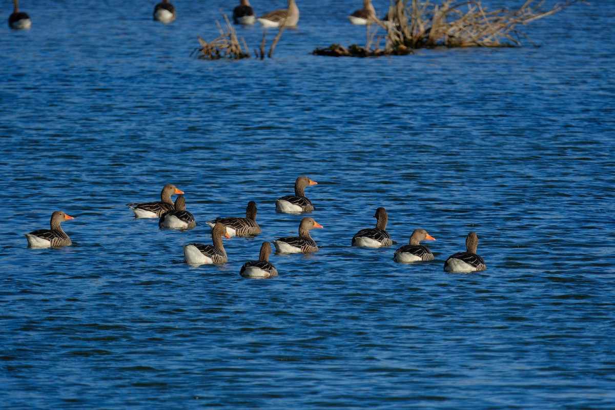 Graylag Goose - ML647405784