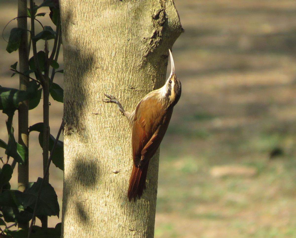 Narrow-billed Woodcreeper - ML647405793