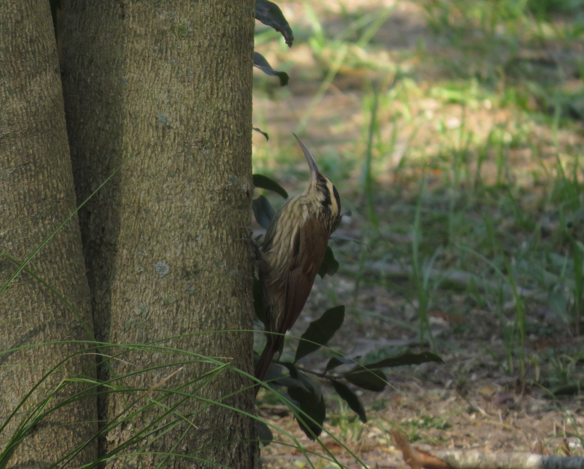 Narrow-billed Woodcreeper - ML647405797
