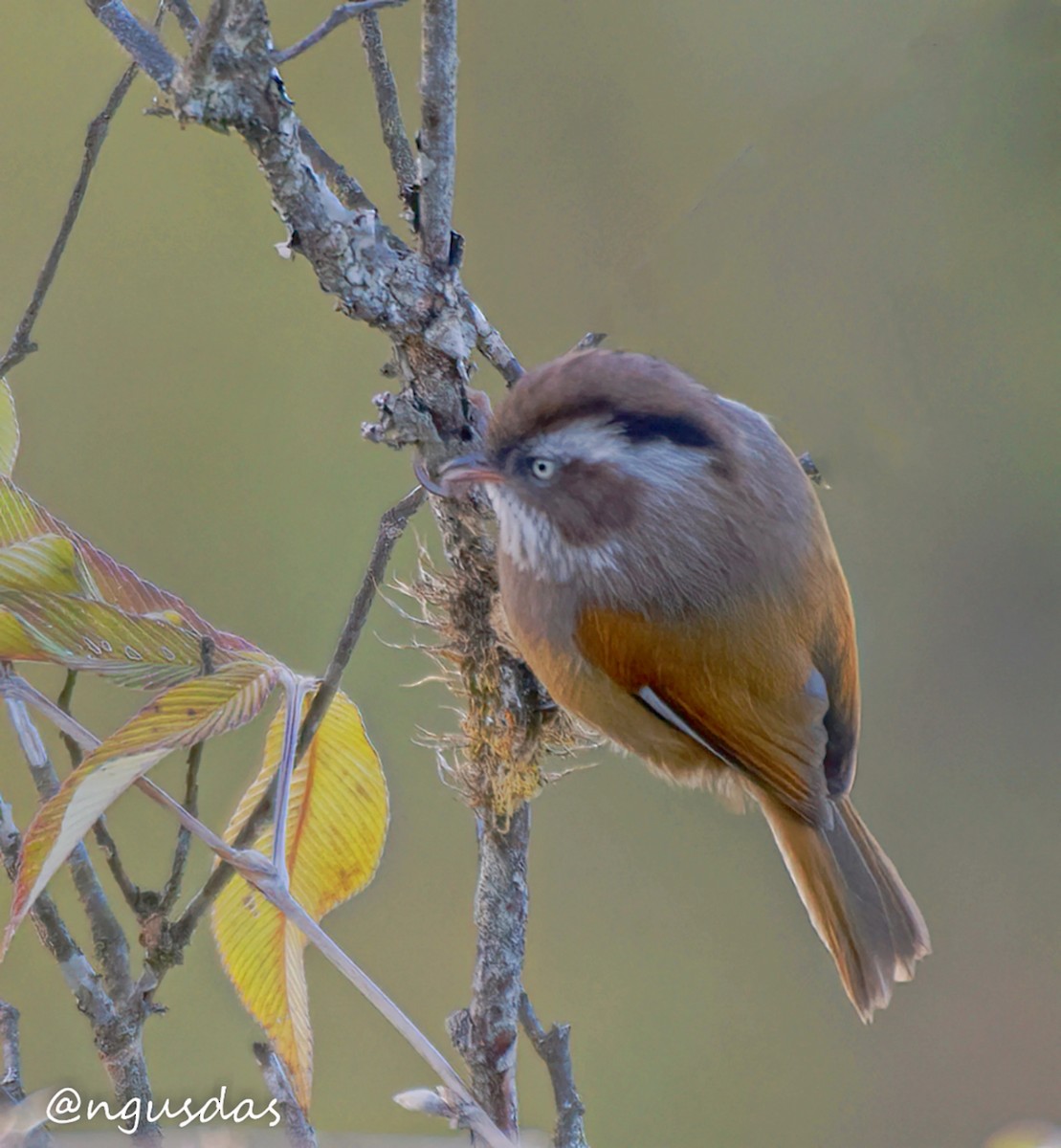White-browed Fulvetta - ML647405800