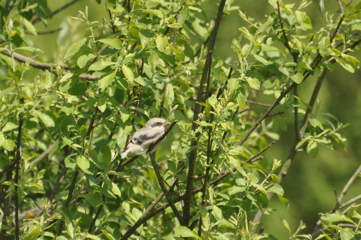 Great Gray Shrike - ML647405802