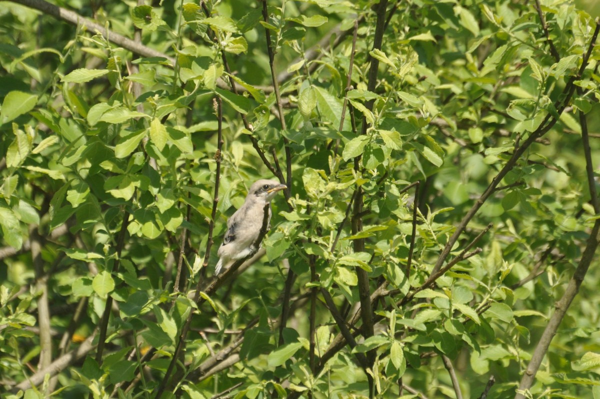 Great Gray Shrike - ML647405804