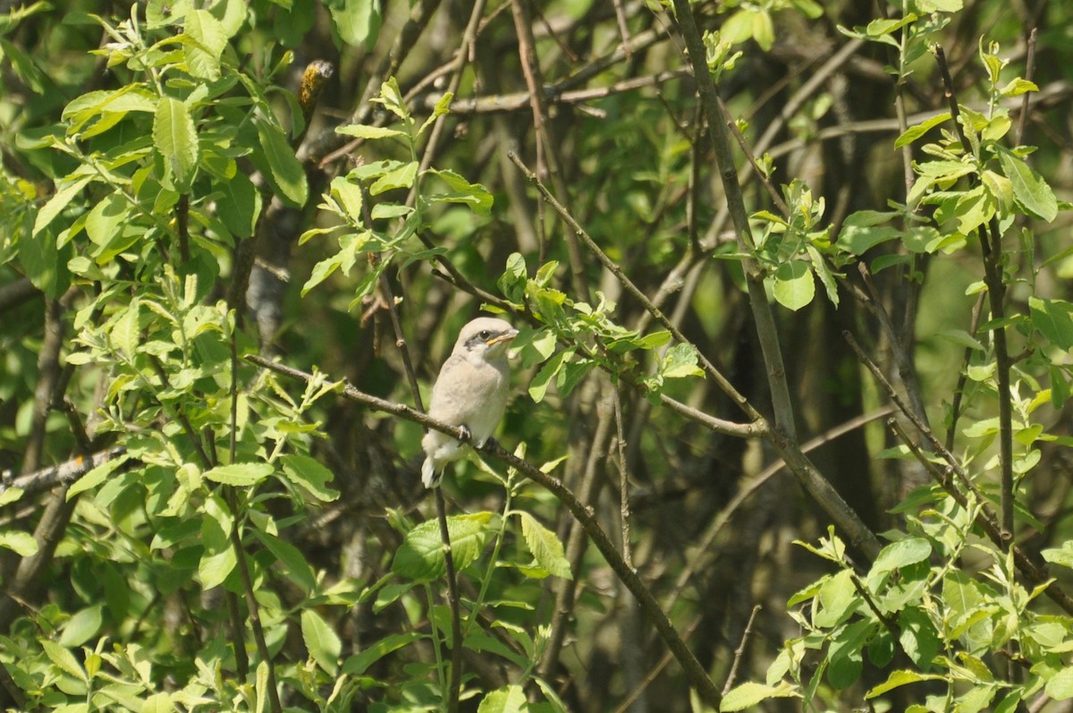 Great Gray Shrike - ML647405805