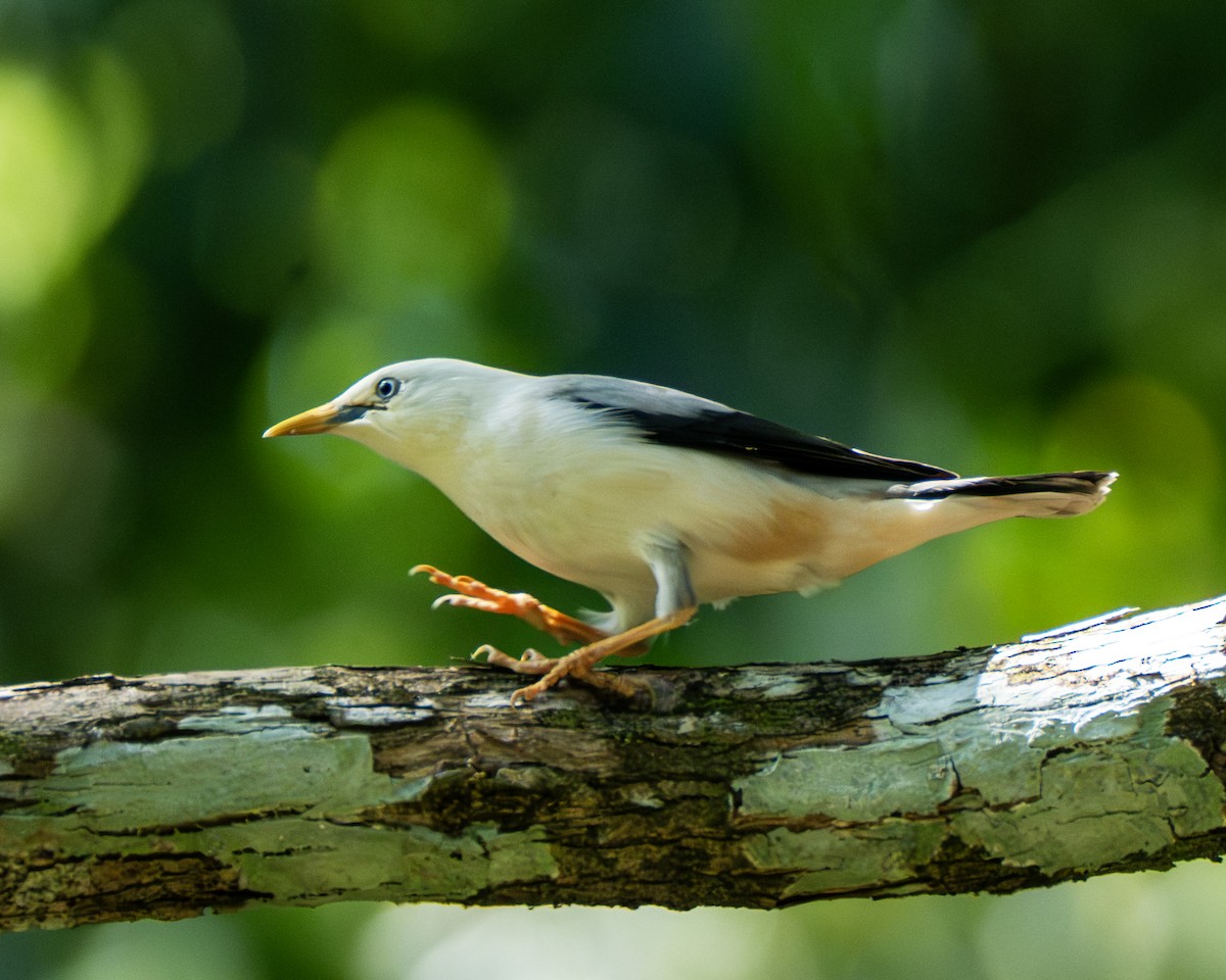 Шпачок білоголовий - ML647405810