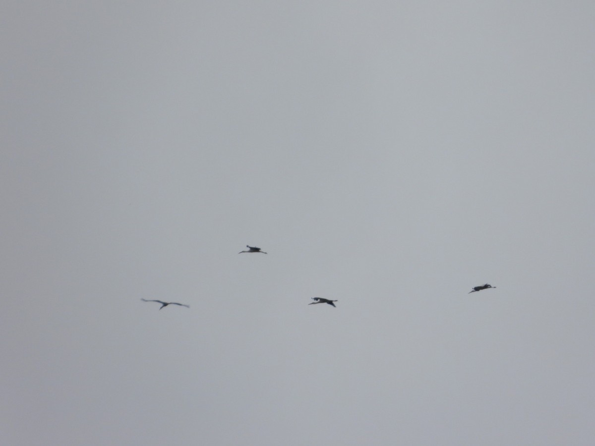 White Stork - ML647405822