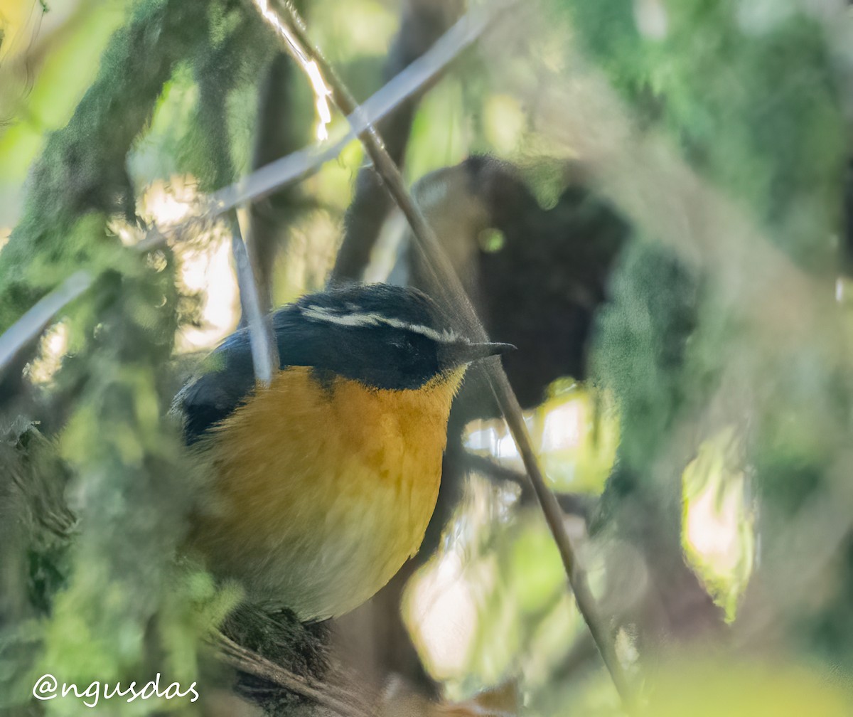 White-browed Bush-Robin - ML647405827