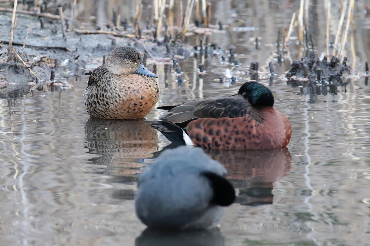 Chestnut Teal - ML647405831