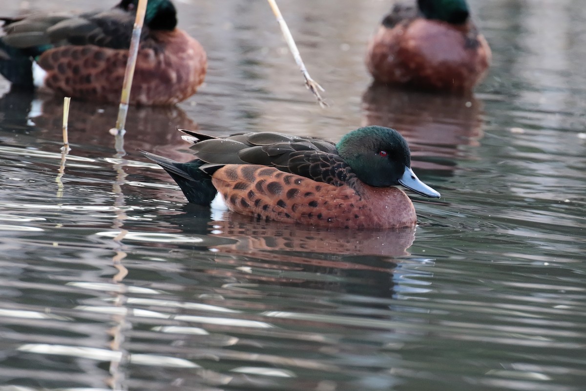 Chestnut Teal - ML647405832