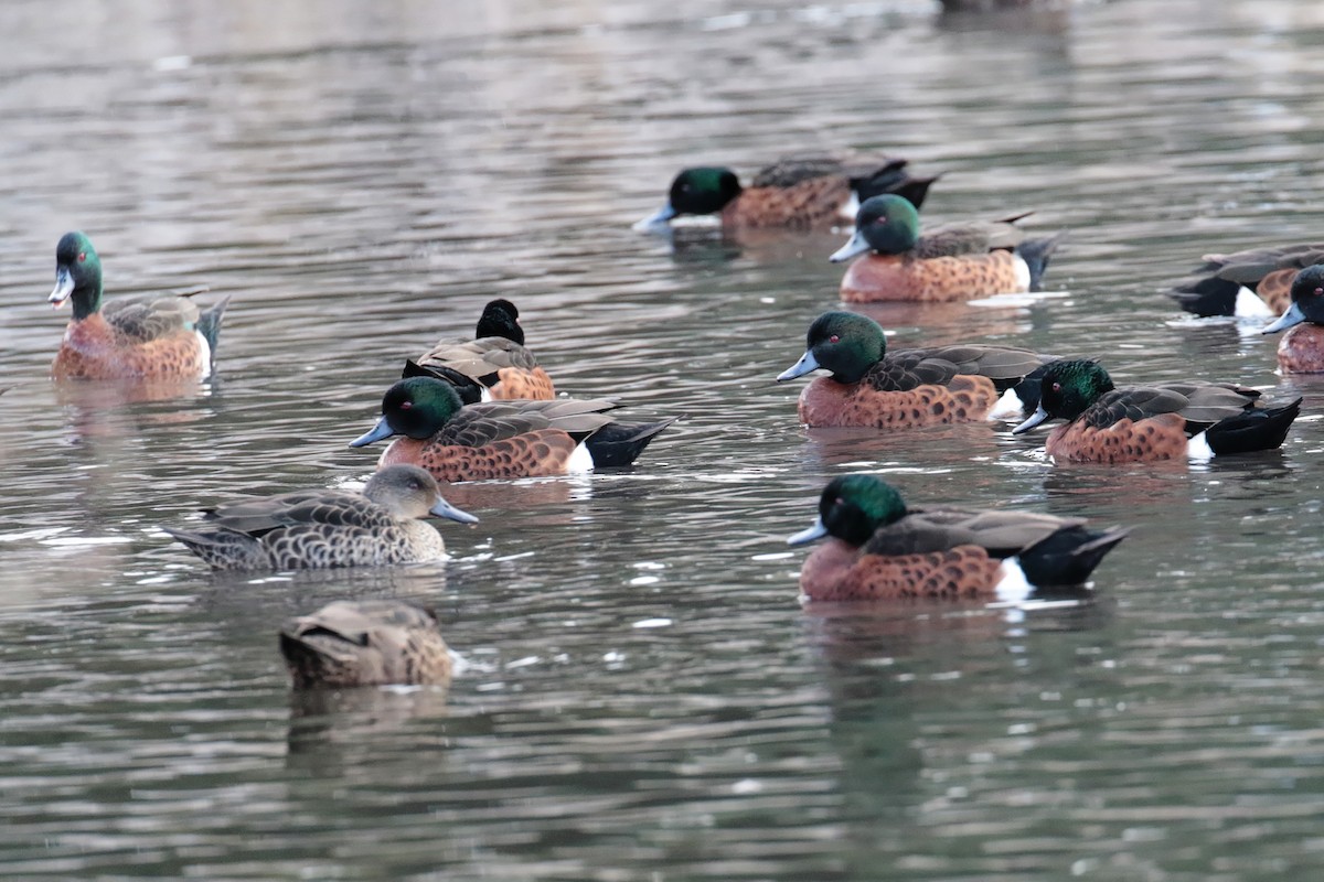 Chestnut Teal - ML647405833